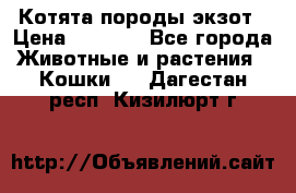 Котята породы экзот › Цена ­ 7 000 - Все города Животные и растения » Кошки   . Дагестан респ.,Кизилюрт г.